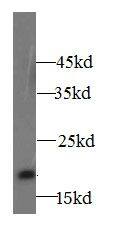 Western Blot: A2LD1 Antibody - BSA Free [NBP3-48258] - Mouse lung tissue were subjected to SDS PAGE followed by western blot with (A2LD1 antibody) at dilution of 1:500