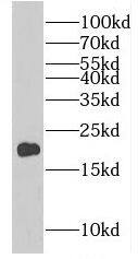 Western Blot eIF4EBP2 Antibody - BSA Free