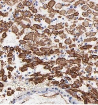 Immunohistochemistry FAM105A Antibody - BSA Free