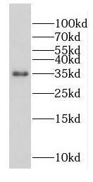 Western Blot FAM105A Antibody - BSA Free