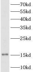 Western Blot: TSH beta Antibody - BSA Free [NBP3-48268] - HT-29 cell lysate were subjected to SDS PAGE followed by western blot with (TSHB antibody) at dilution of 1:500
