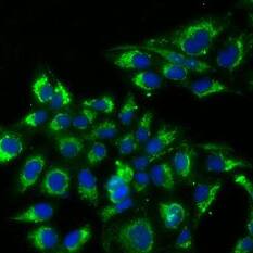 Immunocytochemistry/ Immunofluorescence: TSH beta Antibody - BSA Free [NBP3-48268] - Immunofluorescence analysis of U2OS cells using ( TSH beta antibody). Blue: DAPI for nuclear staining.