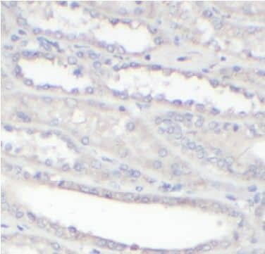 Immunohistochemistry: alpha 1B-Glycoprotein Antibody - BSA Free [NBP3-48270] - Immunohistochemistry of paraffin-embedded human kidney using (alpha 1B-Glycoprotein antibody) at dilution of 1:50