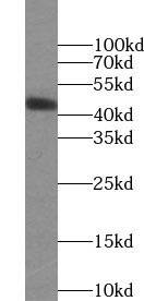 Western Blot: OCT4 Antibody (H7) - BSA Free [NBP3-48273] - HEK-293 cells were subjected to SDS PAGE followed by western blot with (OCT4 Antibody) at dilution of 1:10000