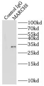 Immunoprecipitation: MARCH8 Antibody - BSA Free [NBP3-48275] - IP Result of anti-MARCH8 (IP:, 3ug; Detection: 1:400) with mouse lung tissue lysate 4000ug.