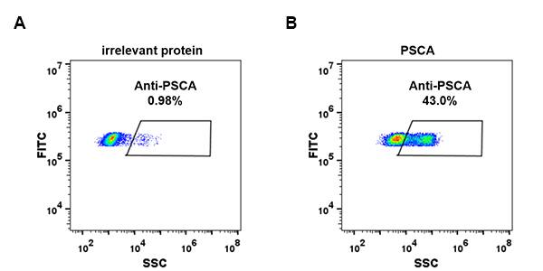 HEK293 cell line transfected with irrelevant protein (A)and human PSCA (B)were surface stained with Rabbit anti-PSCA monoclonal antibody 1ug/ml (clone: DM87)followed by Alexa 488-conjugated anti-rabbit IgG secondary antibody.