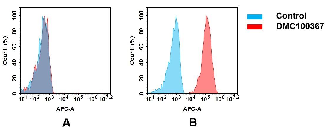 Flow cytometry analysis of antigen binding of anti-human ICAM-1 mAb(NBP3-48314). (A) NBP3-48314 does not bind to CHO-S cells that do not express ICAM-1. (B) A clear peak shift of NBP3-48314 was seen compared to the control when incubated with ICAM-1-expressing Siha cells, indicating strong binding of NBP3-48314 to ICAM-1. Antibodies were incubated at 5 ug/mL.