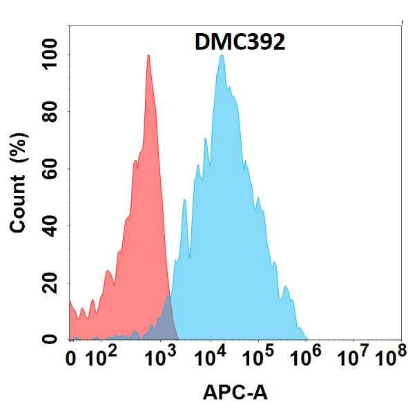 Flow cytometry analysis with Anti-beta-1,4-Galactosyltransferase 1/B4GalT1 (DMC392) on HEK293 cells transfected with human beta-1,4-Galactosyltransferase 1/B4GalT1 (Blue histogram) or HEK293 transfected with irrelevant protein (Red histogram).