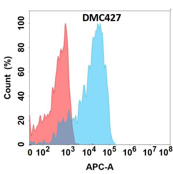 Flow cytometry analysis with Anti-GPVI (DMC427) on HEK293 cells transfected with human GPVI (Blue histogram) or HEK293 transfected with irrelevant protein (Red histogram).