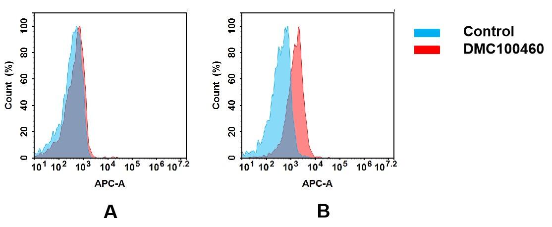 Flow cytometry analysis of antigen binding of anti-human FGFR4 mAb(NBP3-48345). (A) NBP3-48345 does not bind to SiHa cells that do not express FGFR4. (B) A clear peak shift of NBP3-48345 was seen compared to the control when incubated with FGFR4-expressing Huh7 cells, indicating strong binding of NBP3-48345 to FGFR4. Antibodies were incubated at 5 ug/mL.