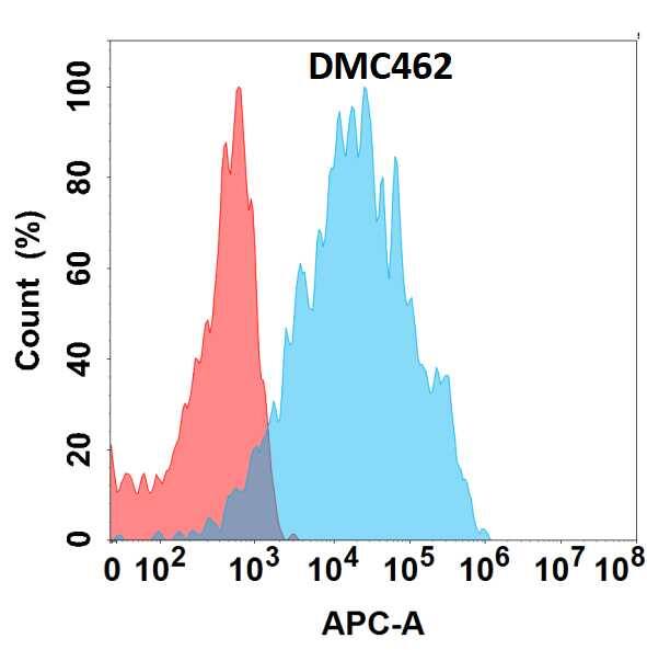 Flow cytometry analysis with Anti-Prolactin R (DMC462) on HEK293 cells transfected with human Prolactin R (Blue histogram) or HEK293 transfected with irrelevant protein (Red histogram).