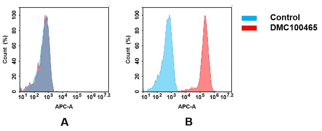 Flow cytometry analysis of antigen binding of anti-human CCR1 mAb(NBP3-48348). (A) NBP3-48348 does not bind to CHO-S cells that do not express CCR1. (B) A clear peak shift of NBP3-48348 was seen compared to the control when incubated with CCR1-expressing 8226 cells, indicating strong binding of NBP3-48348 to CCR1. Antibodies were incubated at 5 ug/ml.