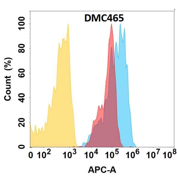 CCR1 protein is highly expressed on the surface of HEK293 cell membrane. Flow cytometry analysis with Anti-CCR1 (DMC465) on HEK293 cells transfected with human CCR1 (Blue histogram) or HEK293 transfected with irrelevant protein (Red histogram), and Isotype antibody on HEK293 transfected with irrelevant protein (Orange histogram).