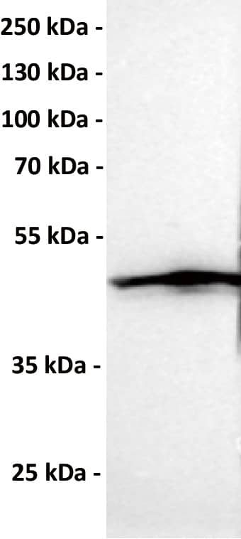 Anti-CCR1 antibody (Catalog Number# NBP3-48348) at 1/1000 dilutionLane : Hela, whole cell lysateSecondary : Goat Anti-Rabbit IgG H&L (HRP) at 1/5000 dilutionPredicted band size: 41 kDaObserved band size: 50 kDa