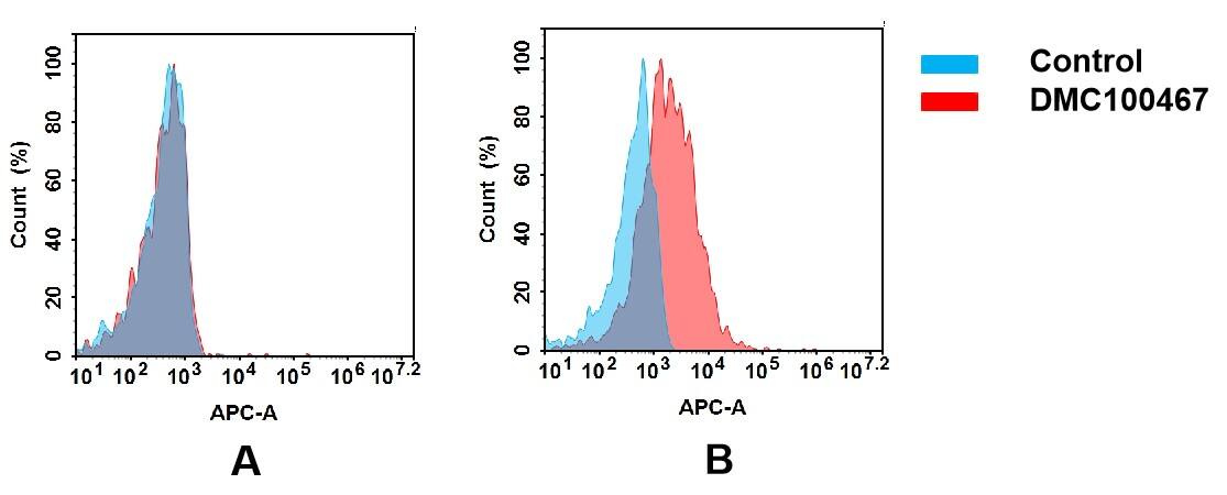 Flow cytometry analysis of antigen binding of anti-human TGFBR2 mAb(NBP3-48350). (A) NBP3-48350 does not bind to CHO-S cells that do not express TGFBR2. (B) A clear peak shift of NBP3-48350 was seen compared to the control when incubated with TGFBR2-expressing hepG2 cells, indicating strong binding of NBP3-48350 to TGFBR2. Antibodies were incubated at 5 ug/ml.