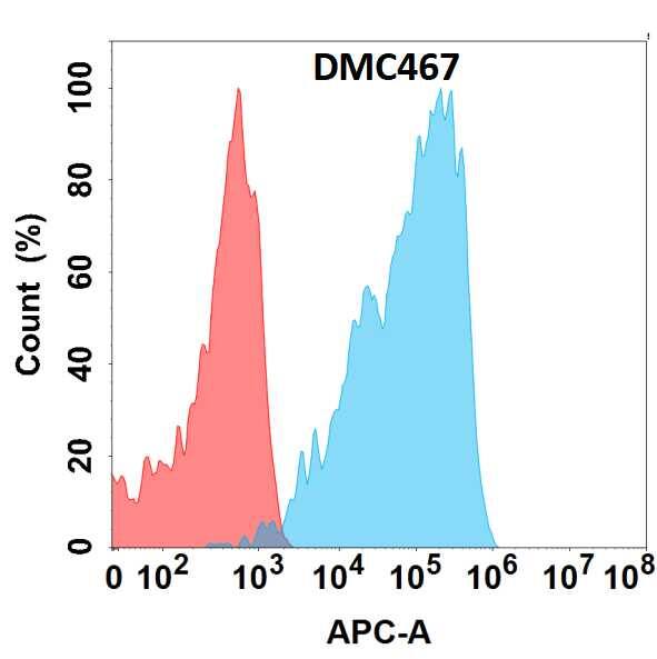 Flow cytometry analysis with Anti-TGF-beta RII (DMC467) on HEK293 cells transfected with human TGF-beta RII (Blue histogram) or HEK293 transfected with irrelevant protein (Red histogram).