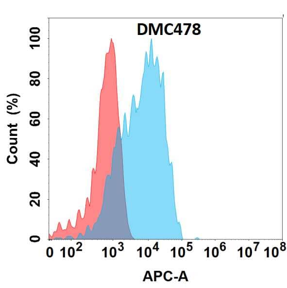 Flow cytometry analysis with Anti-GPR87 (DMC478) on HEK293 cells transfected with human GPR87 (Blue histogram) or HEK293 transfected with irrelevant protein (Red histogram).