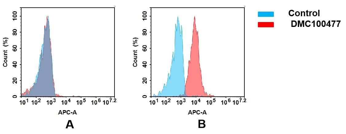 Flow cytometry analysis of antigen binding of anti-human CCR6 mAb( NBP3-48362). (A) NBP3-48362 does not bind to CHO-S cells that do not express CCR6. (B) A clear peak shift of NBP3-48362 was seen compared to the control when incubated with CCR6-expressing Huh7 cells, indicating strong binding of NBP3-48362 to CCR6. Antibodies were incubated at 5 ug/mL.