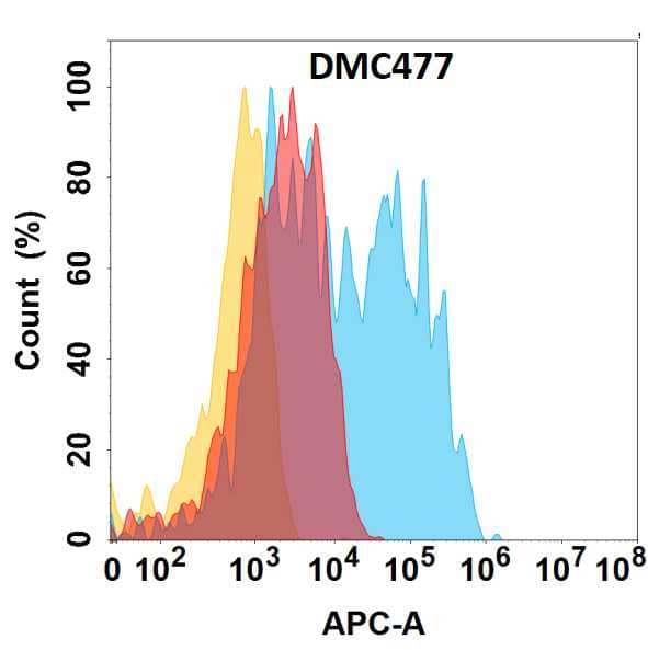 CCR6 protein is highly expressed on the surface of HEK293 cell membrane. Flow cytometry analysis with Anti-CCR6 (DMC477) on HEK293 cells transfected with human CCR6 (Blue histogram) or HEK293 transfected with irrelevant protein (Red histogram), and Isotype antibody on HEK293 transfected with irrelevant protein (Orange histogram).