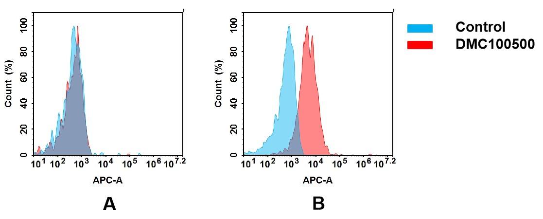 Flow cytometry analysis of antigen binding of anti-human HBEGF mAb(NBP3-48376). (A) NBP3-48376 does not bind to CHO-S cells that do not express HBEGF. (B) A clear peak shift of NBP3-48376 was seen compared to the control when incubated with HBEGF-expressing MDA-MB-231 cells, indicating strong binding of NBP3-48376 to HBEGF. Antibodies were incubated at 5 ug/mL.