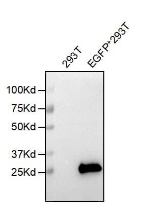 WB examination of Rabbit anti-EGFP mAb. 293T were transfected with or without EGFP and cell lysates were subjected to WB examination. Cells expressing EGFP show clear positive band at correct position.