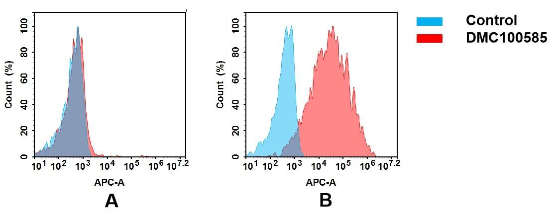 Flow cytometry analysis of antigen binding of anti-human FOLR1 mAb(NBP3-48404). (A) NBP3-48404 does not bind to K562 cells that do not express FOLR1. (B) A clear peak shift of NBP3-48404 was seen compared to the control when incubated with FOLR1-expressing Hela cells, indicating strong binding of NBP3-48404 to FOLR1. Antibodies were incubated at 5 ug/mL.