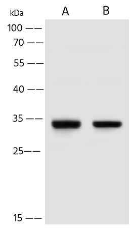 Western Blot: TMUB2 Antibody - Azide and BSA Free [NBP3-48418] - Lane A: HeLa Whole Cell Lysate. Lane B: HepG2 Whole Cell Lysate. Lysates/proteins at 30 ug per lane using NBP3-48418 at 1:500 dilution. Secondary: HRP-conjugated Goat Anti-Rabbit IgG (H+L) at 1/10000 dilution. Developed using the ECL technique. Performed under reducing conditions. Predicted band size: 34 kDa. Observed band size: 34 kDa