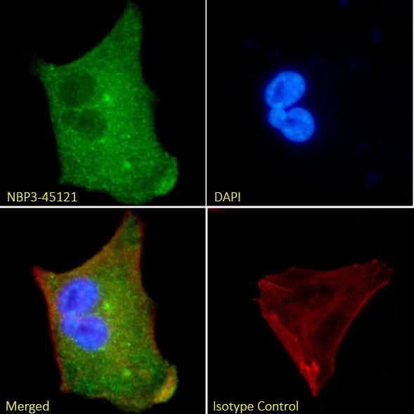 Immunocytochemistry/ Immunofluorescence: 5'-Nucleotidase/CD73 Antibody (1E9) - Chimeric - BSA Free [NBP3-45121] - Immunofluorescence analysis of paraformaldehyde-fixed U251 cells on coverslips stained with NBP3-45121 (1:100 dilution) for 1h followed by Alexa Fluor® 488 secondary antibody (1:1000 dilution), showing cytoplasmic, nuclear, and nuclear bodies staining. The nuclear stain is DAPI (blue). Panels show, from left-right, top-bottom, NBP3-45121, DAPI, merged channels, and an isotype control. The isotype control was an unknown specificity antibody followed by staining with Alexa Fluor® 488 secondary antibody.