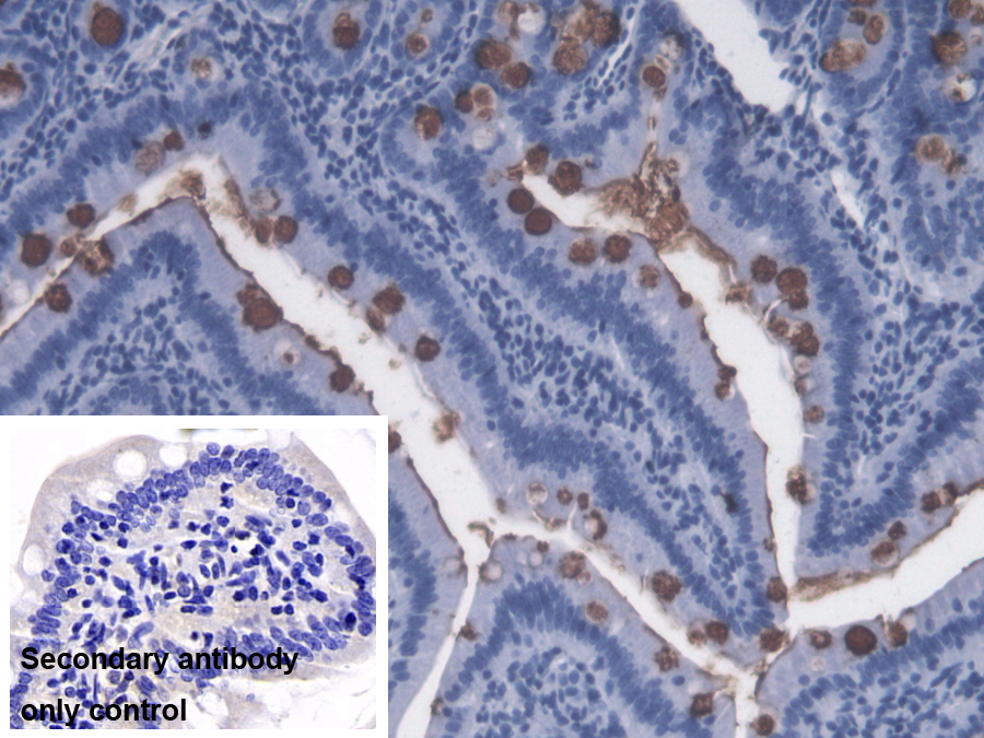 Immunohistochemistry-Paraffin: Lipopolysaccharide Antibody (C13) - BSA Free [NBP3-43705] - DAB staining of Rat Small Intestine using 20µg/ml NBP3-43705 as primary antibody and 2ug/ml HRP-conjugated Goat Anti-Mouse IgG polyclonal antibody as the secondary antibody. Control: used PBS instead of NBP3-43705