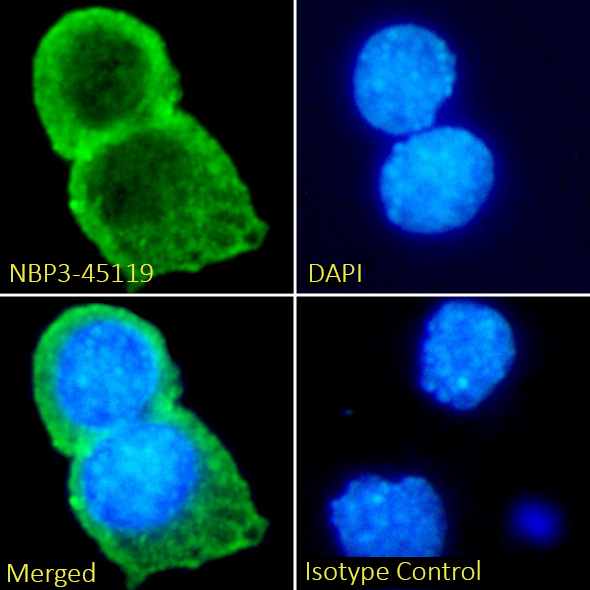 Immunocytochemistry/ Immunofluorescence: CCL2/JE/MCP-1 Antibody (11k2) - Chimeric - BSA Free [NBP3-45119] - Immunofluorescence analysis of paraformaldehyde-fixed HepG2 cells on coverslips stained with NBP3-45119 (1:100 dilution) for 1h followed by Alexa Fluor® 488 secondary antibody (1:1000 dilution), showing cytoplasmic staining. The nuclear stain is DAPI (blue). Panels show, from left-right, top-bottom, NBP3-45119, DAPI, merged channels, and an isotype control. The isotype control was an unknown specificity antibody followed by staining with Alexa Fluor® 488 secondary antibody.