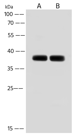 Western Blot: TMUB2 Antibody - Azide and BSA Free [NBP3-48419] - Lane A: HeLa Whole Cell Lysate. Lane B: HepG2 Whole Cell Lysate. Lysates/proteins at 30 ug per lane using NBP3-48419 at 1:500 dilution. Secondary: HRP-conjugated Goat Anti-Rabbit IgG (H+L) at 1/10000 dilution. Developed using the ECL technique. Performed under reducing conditions. Predicted band size: 34 kDa. Observed band size: 37 kDa