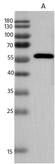 Western Blot Rabies Virus Nucleoprotein Antibody (10) - Azide and BSA Free