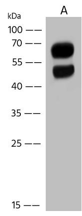 Western Blot LGSN Antibody - Azide and BSA Free