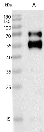 Western Blot Metapneumovirus Fusion Protein Antibody - Azide and BSA Free