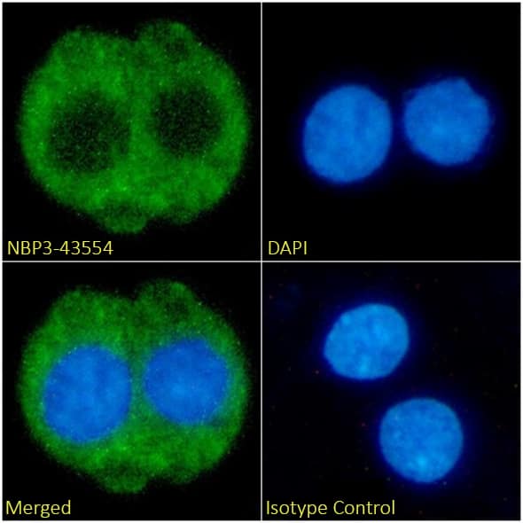 Immunocytochemistry/ Immunofluorescence: Fibrin beta-chain Antibody (59D8) - BSA Free [NBP3-43554] - Immunofluorescence analysis of paraformaldehyde fixed HepG2 cells on coverslips stained with NBP3-43554 (1:100 dilution) for 1h followed by Alexa Fluor® 488 secondary antibody (1:1000 dilution), showing cytoplasmic staining. The nuclear stain is DAPI (blue). Panels show, from left-right, top-bottom, NBP3-43554, DAPI, merged channels and an isotype control. The isotype control was an unknown specificity antibody followed by staining with Alexa Fluor® 488 secondary antibody.