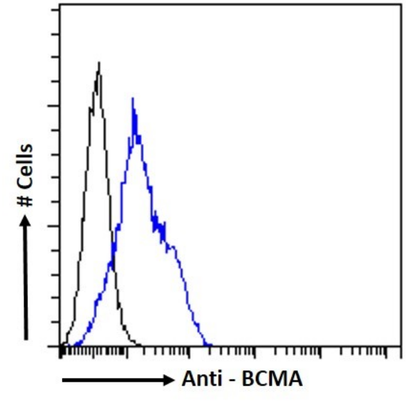 Flow Cytometry: CENPE Antibody (CA8) - Chimeric - BSA Free [NBP3-43562] - Daudi cells were stained with the anti-unknown specificity antibody (isotype control, black line) or NBP3-43562 (blue line) at a dilution of 1:100 for 1h at RT. After washing, the bound antibody was detected using a goat anti-rabbit IgG AlexaFluor® 488 antibody at a dilution of 1:1000 and the cells were analyzed using a FACSCanto flow-cytometer.