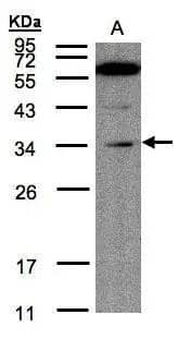 Sample(30 ug of whole cell lysate)A:Raji 12% SDS PAGENBP3-48443 diluted at 1:200 