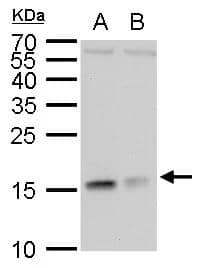 Western Blot RPL37 Antibody