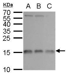 Western Blot RPL37 Antibody