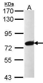 Sample (30 ug of whole cell lysate)  A: Raji  7.5% SDS PAGE  NBP3-48451 diluted at 1:1000  