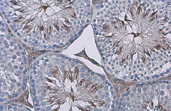 ZPBP antibody detects secreted ZPBP protein by immunohistochemical analysis.Sample: Paraffin-embedded mouse testis.ZPBP stained by ZPBP antibody (NBP3-48453) diluted at 1:500.Antigen Retrieval: Citrate buffer, pH 6.0, 15 min 