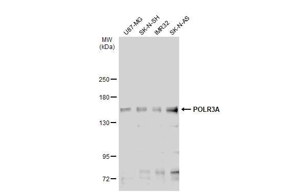 Western Blot POLR3A Antibody