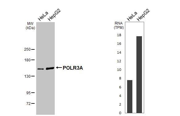 Western Blot POLR3A Antibody