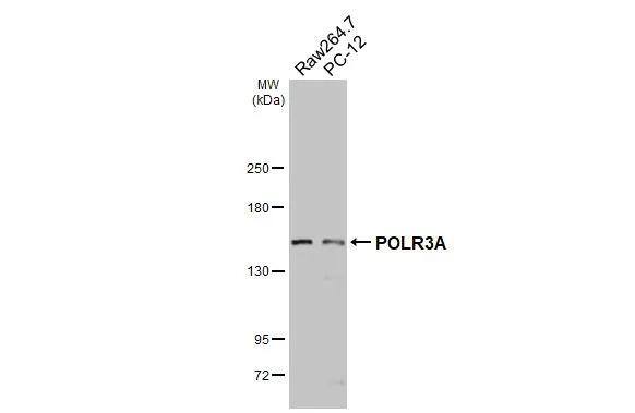 Western Blot POLR3A Antibody