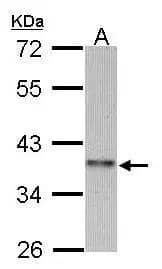 Sample (30 ug of whole cell lysate) A: 293T 10% SDS PAGE NBP3-48462 diluted at 1:1000  
