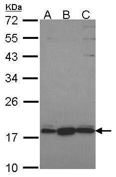 Western Blot GNRPX Antibody