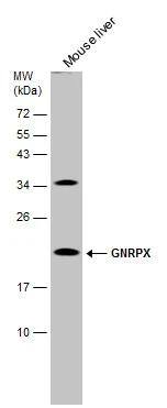 Western Blot GNRPX Antibody