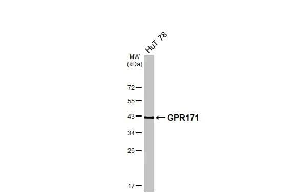 Whole cell extract (30 ug) was separated by 12% SDS-PAGE, and the membrane was blotted with GPR171 antibody [N1], N-term (NBP3-48477) diluted at 1:1000. The HRP-conjugated anti-rabbit IgG antibody was used to detect the primary antibody. 