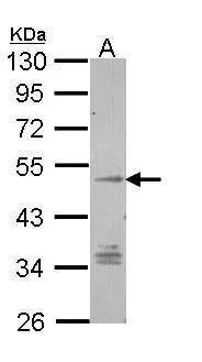 Sample (30 ug of whole cell lysate)  A: Hep G2  10% SDS PAGE  NBP3-48478 diluted at 1:1000  