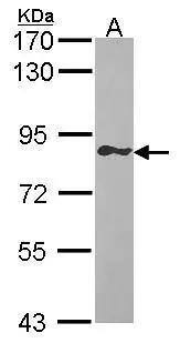 Sample (30 ug of whole cell lysate)  A: Raji  7.5% SDS PAGE  GIMAP8 antibody  NBP3-48481 diluted at 1:1000  